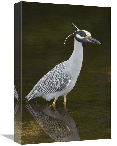 Global Gallery GCS-397424-1218-142 12 x 18 in. Yellow-Crowned Night He