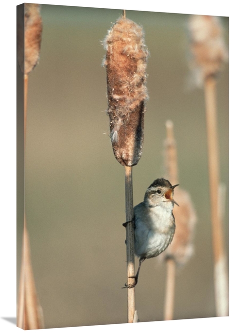 Global Gallery GCS-396753-2436-142 24 x 36 in. Marsh Wren Singing Whil