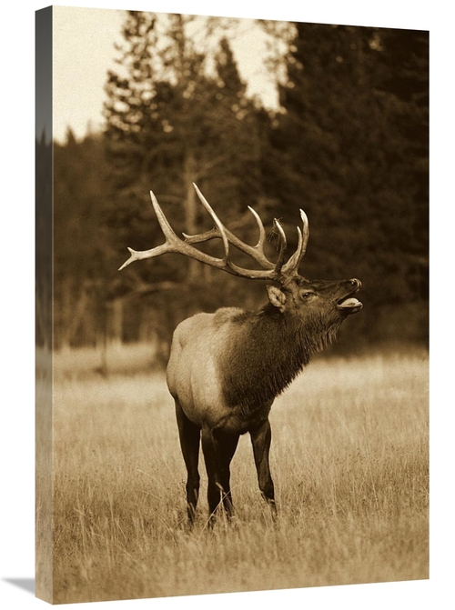 Global Gallery GCS-453674-2030-142 20 x 30 in. Elk Male Bugling During