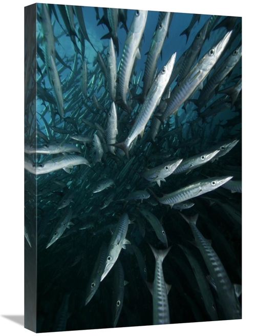 Global Gallery GCS-397730-1624-142 16 x 24 in. Chevron Barracuda Schoo