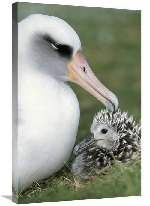 Global Gallery GCS-451417-2030-142 20 x 30 in. Laysan Albatross Parent