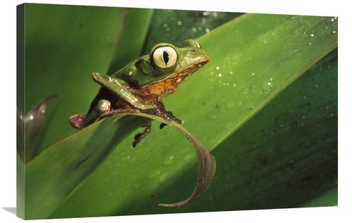Global Gallery GCS-453170-2436-142 24 x 36 in. White-Lined Leaf Frog o