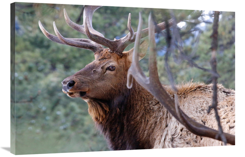 Global Gallery GCS-486443-40-142 40 in. Majestic Elk Art Print - Vic S