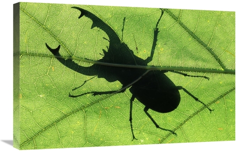Global Gallery GCS-453590-2030-142 20 x 30 in. Stag Beetle Silhouette 