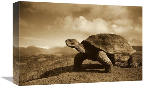 Global Gallery GCS-453672-1218-142 12 x 18 in. Galapagos Giant Tortois