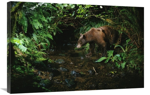 Global Gallery GCS-395726-2436-142 24 x 36 in. Black Bear at Night Sho