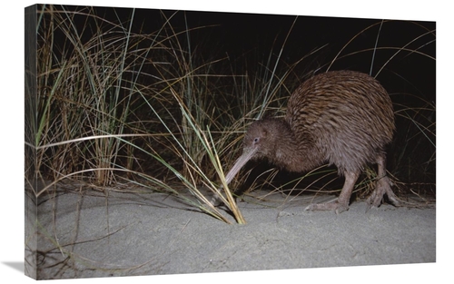 Global Gallery GCS-451240-2030-142 20 x 30 in. Stewart Island Brown Ki