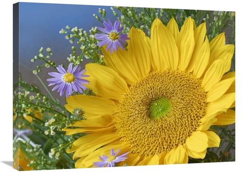 Global Gallery GCS-452236-2432-142 24 x 32 in. Common Sunflower & Aste