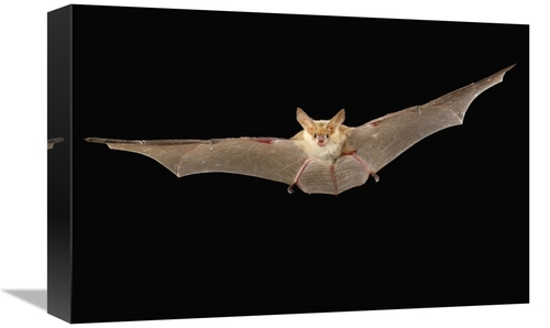 Global Gallery GCS-395701-1218-142 12 x 18 in. Pallid Bat Flying at Ni