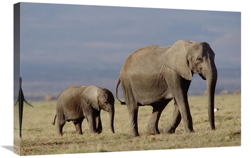 Global Gallery GCS-451977-2030-142 20 x 30 in. African Elephant Mother