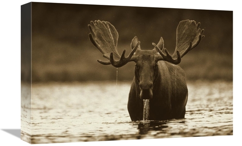 Global Gallery GCS-395924-1218-142 12 x 18 in. Moose Male Raising Its 