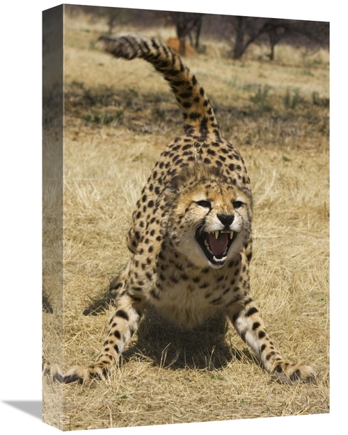 Global Gallery GCS-395815-1218-142 12 x 18 in. Cheetah Hissing, Ch