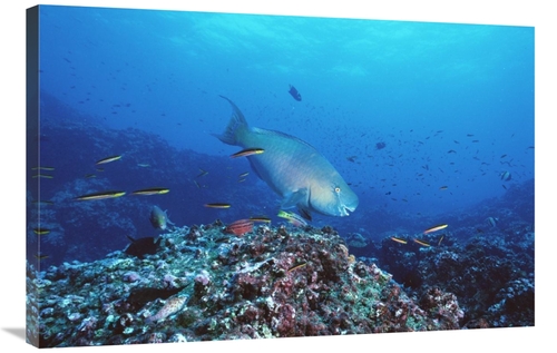 Global Gallery GCS-451243-2436-142 24 x 36 in. Redlip Parrotfish & Cor