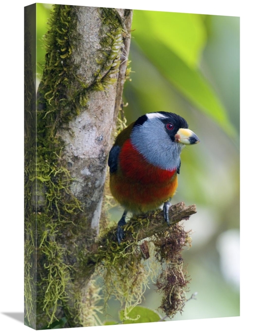 Global Gallery GCS-397256-1624-142 16 x 24 in. Toucan Barbet, Ecua