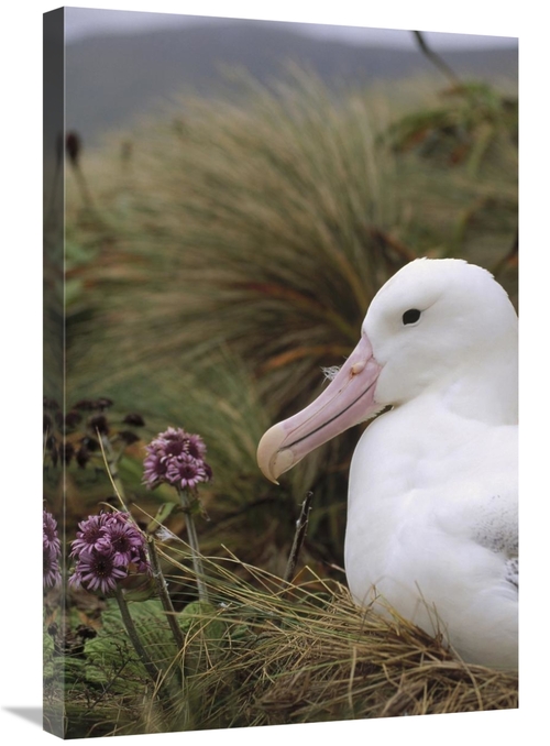 Global Gallery GCS-451219-2030-142 20 x 30 in. Southern Royal Albatros
