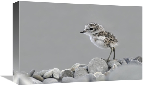 Global Gallery GCS-397463-1218-142 12 x 18 in. Double-Banded Plover Ne