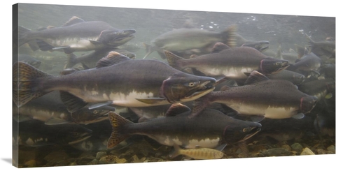 Global Gallery GCS-395452-2448-142 24 x 48 in. Pink Salmon Swimming Du