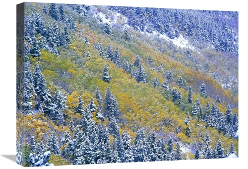 Global Gallery GCS-396972-1824-142 18 x 24 in. Aspen & Spruce Trees Du