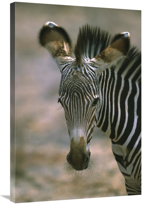 Global Gallery GCS-398467-2436-142 24 x 36 in. Grevys Zebra Foal, 