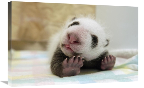 Global Gallery GCS-395887-2030-142 20 x 30 in. Giant Panda Baby Stretc