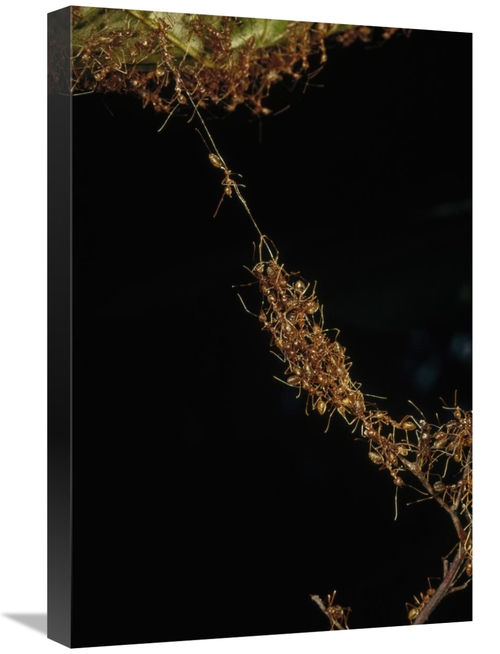 Global Gallery GCS-450560-1624-142 16 x 24 in. Weaver Ants Forming A B