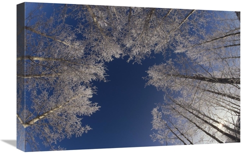 Global Gallery GCS-452482-1624-142 16 x 24 in. Winter Aspen Canopy&#44