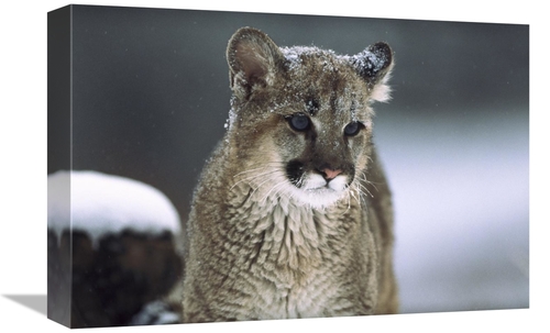 Global Gallery GCS-451949-1218-142 12 x 18 in. Mountain Lion Cub in Sn