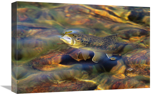 Global Gallery GCS-486441-22-142 22 in. Brown Trout Surfacing Art Prin