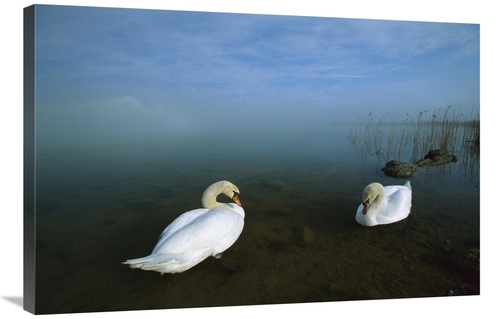 Global Gallery GCS-452572-2436-142 24 x 36 in. Mute Swan Pair in Shall