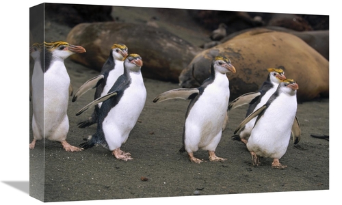 Global Gallery GCS-452443-1218-142 12 x 18 in. Royal Penguin Group on 