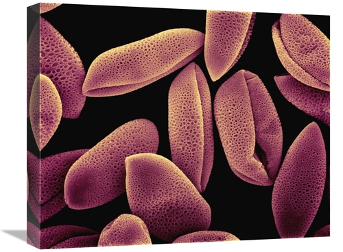 Global Gallery GCS-397620-1620-142 16 x 20 in. Common Hyacinth - Hyaci