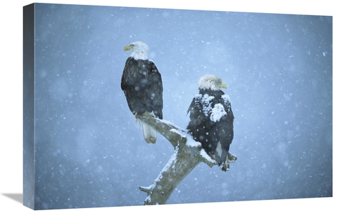 Global Gallery GCS-398305-1624-142 16 x 24 in. Bald Eagles Perched on 
