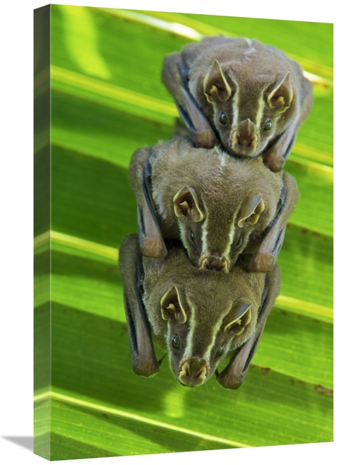 Global Gallery GCS-395550-1624-142 16 x 24 in. Striped Yellow-Eared Ba