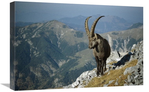 Global Gallery GCS-452628-1624-142 16 x 24 in. Alpine Ibex Male in the