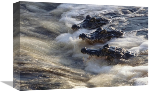 Global Gallery GCS-451488-1218-142 12 x 18 in. Jacare Caiman Trio Fish