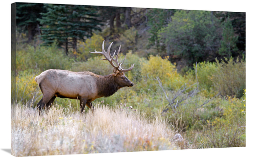 Global Gallery GCS-486444-40-142 40 in. Bull Elk on Watch Art Print - 