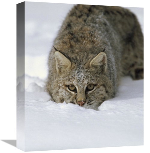Global Gallery GCS-452286-16-142 16 in. Bobcat Crouching in Snow, 