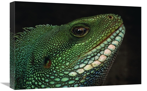 Global Gallery GCS-450801-1624-142 16 x 24 in. Water Dragon Face, 