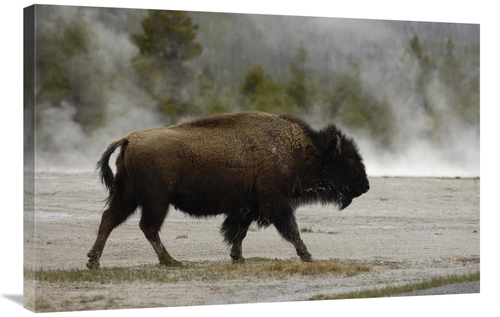 Global Gallery GCS-453101-2436-142 24 x 36 in. American Bison Male Nea