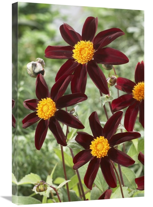 Global Gallery GCS-398368-2030-142 20 x 30 in. Dahlia Honka Black Vari