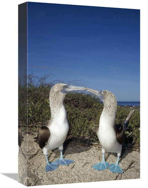 Global Gallery GCS-451377-1218-142 12 x 18 in. Blue-Footed Booby Pair 