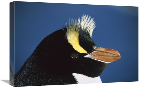 Global Gallery GCS-395669-1624-142 16 x 24 in. Erect-Crested Penguin C
