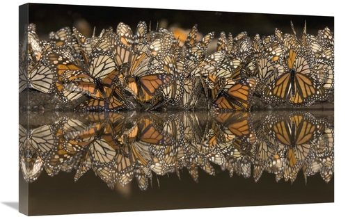 20 x 30 in. Monarch Butterflies Gathering to Drink Water & Take Up Min