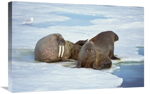 Global Gallery GCS-451090-2030-142 20 x 30 in. Atlantic Walrus Bachelo