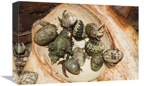 Global Gallery GCS-453624-1218-142 12 x 18 in. Hermit Crab Group Eatin