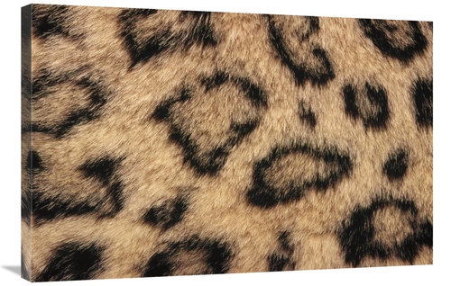 Global Gallery GCS-452759-2436-142 24 x 36 in. Snow Leopard Skin Showi
