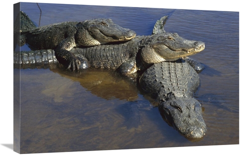 Global Gallery GCS-453378-2030-142 20 x 30 in. American Alligator Thre