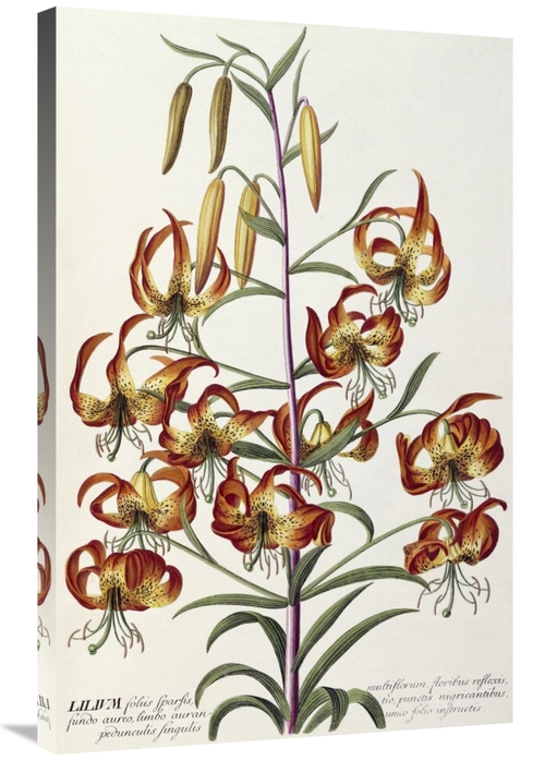 Global Gallery GCS-267957-36-142 36 in. Lilium - Plantae Selectae Art 