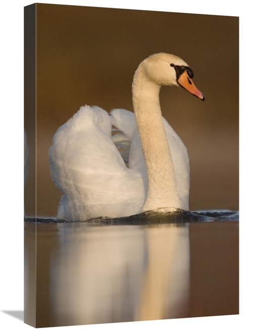 Global Gallery GCS-397381-1624-142 16 x 24 in. Mute Swan Swimming,