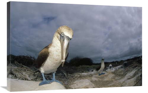 Global Gallery GCS-451249-2436-142 24 x 36 in. Blue-Footed Booby, 